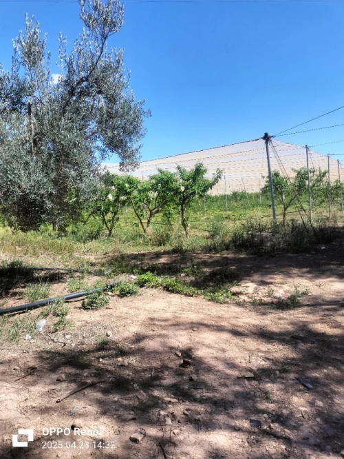 Vente Terrain Agricole Djelfa Hassi fedoul