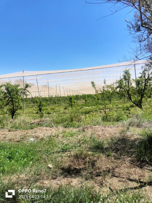 Vente Terrain Agricole Djelfa Hassi fedoul