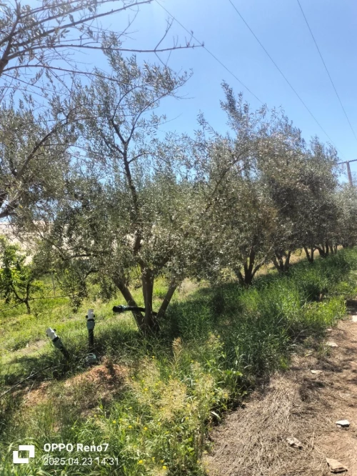 Vente Terrain Agricole Djelfa Hassi fedoul