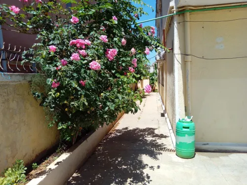 Vente Terrain Alger Birkhadem