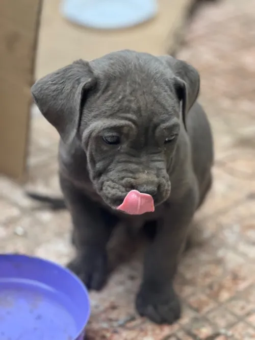 Vent un male cane corso