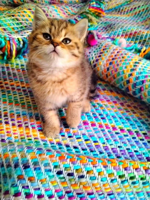 Des chatons Scottish fold et British Shorthair