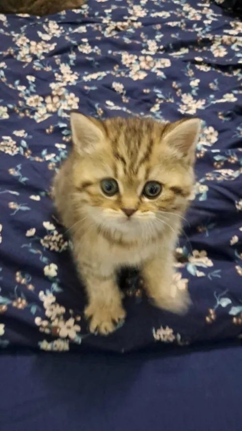 Chatonne British Shorthair