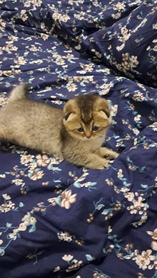 Chat Scottish fold femelle