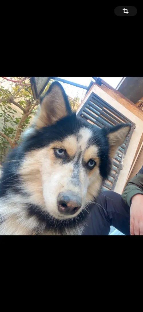 Hasky
