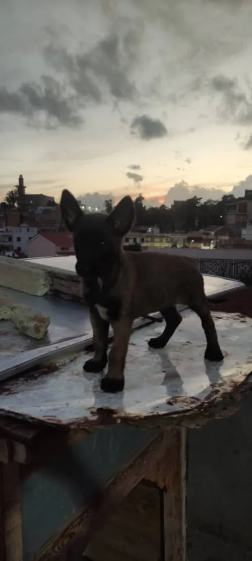 Malinois 