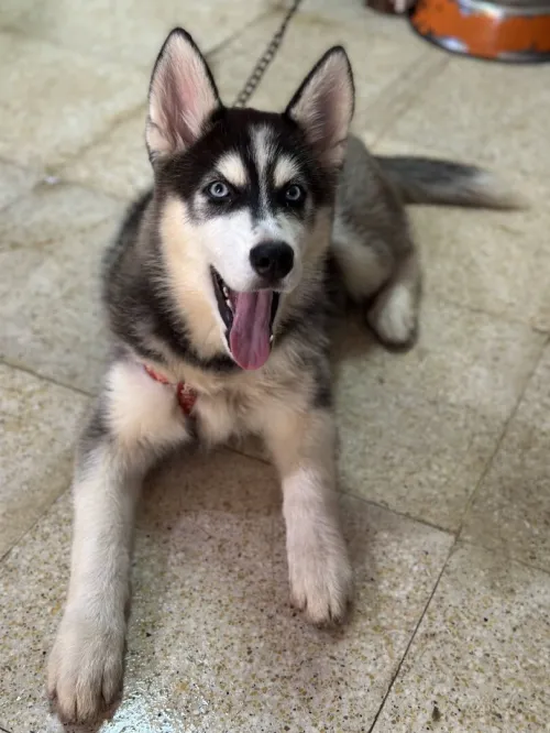 Femelle Husky Sibérien de race 