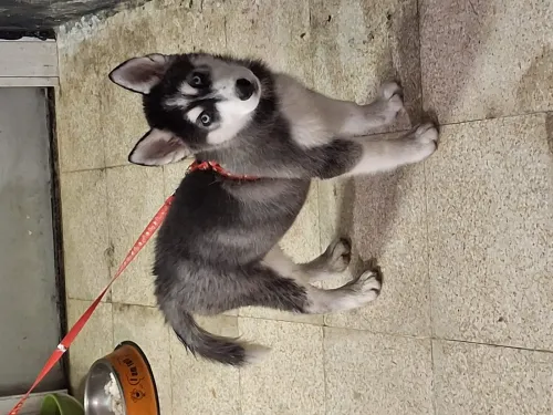 Femelle Husky Sibérien de race 