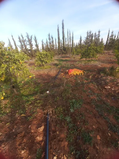 Vente Terrain Agricole Tlemcen Hennaya