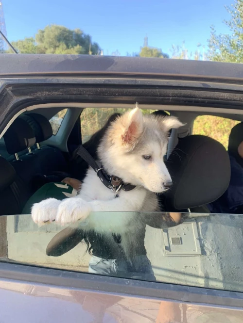 Chien husky femelle âge 5 mois