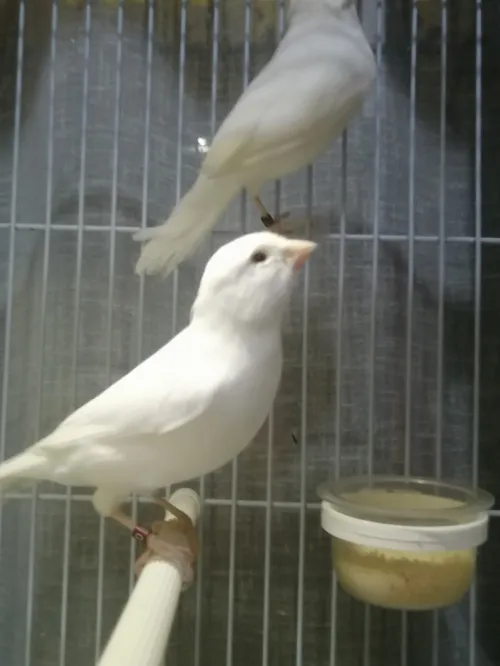 Canari blanc 2022
