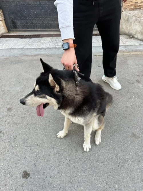 Husky 