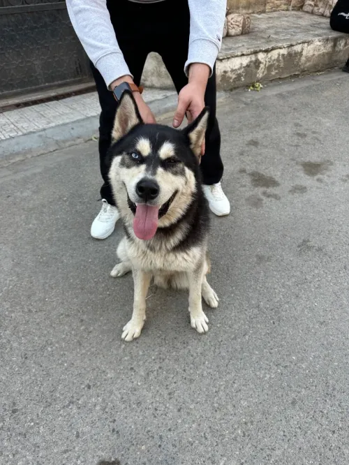 Husky 