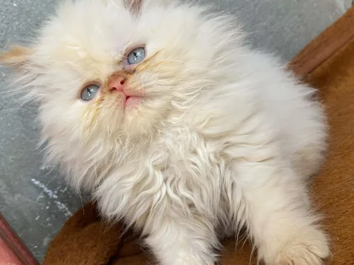 Chaton persan