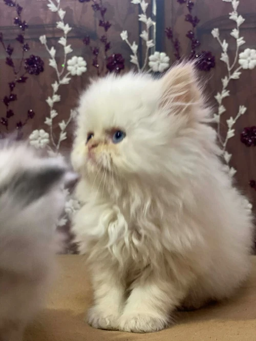 Chatons persons