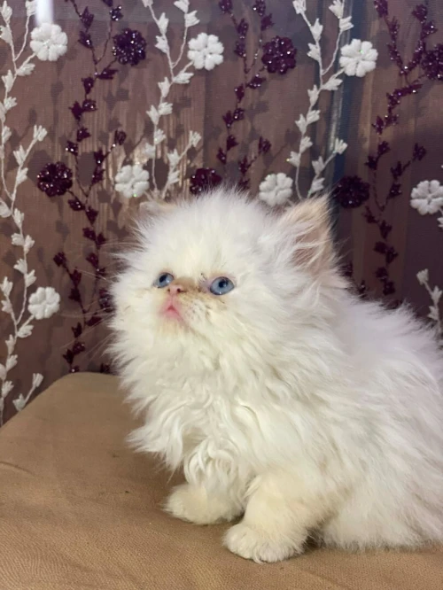 Chatons persons