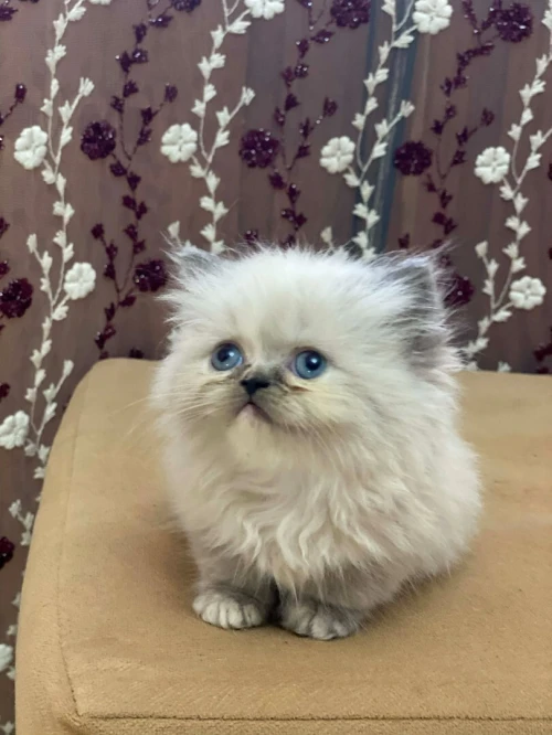 Chatons persons