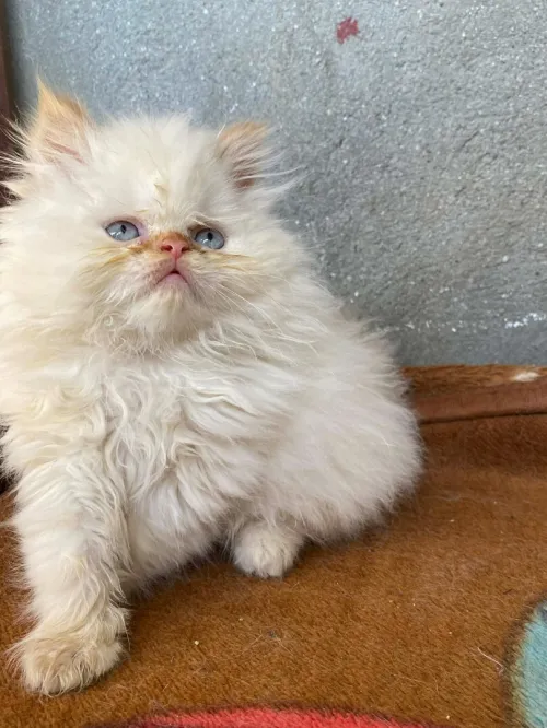 Chaton persan