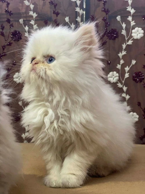 Chaton persan