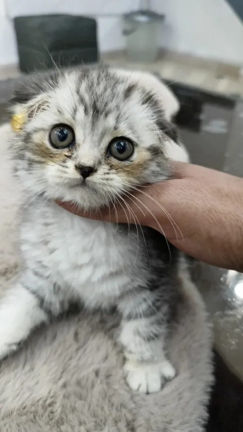 chaton scottish fold
