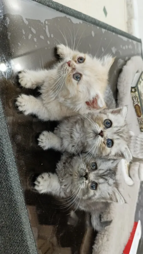 chaton  british longhair