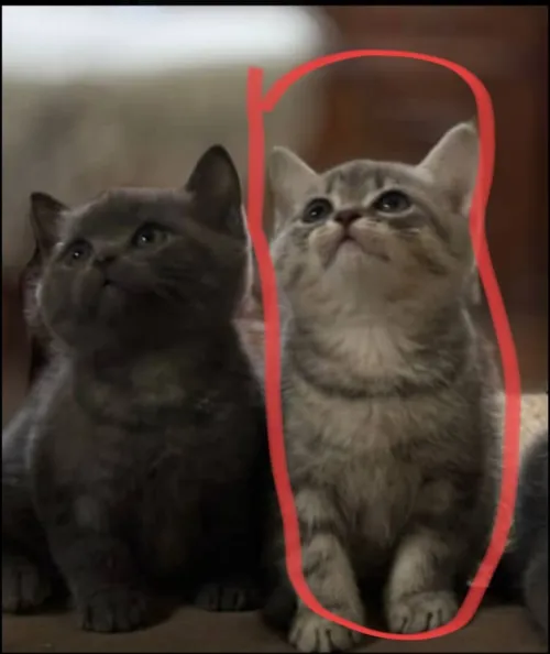 chaton British Shorthair