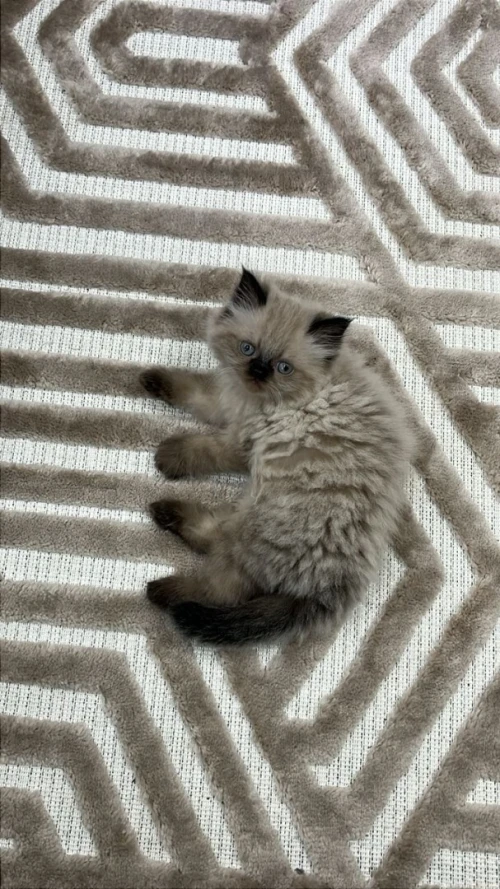 chaton persan himalayen