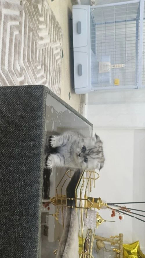 chaton scottish fold