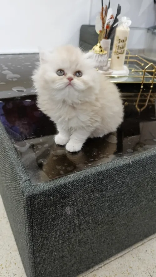 chaton persan