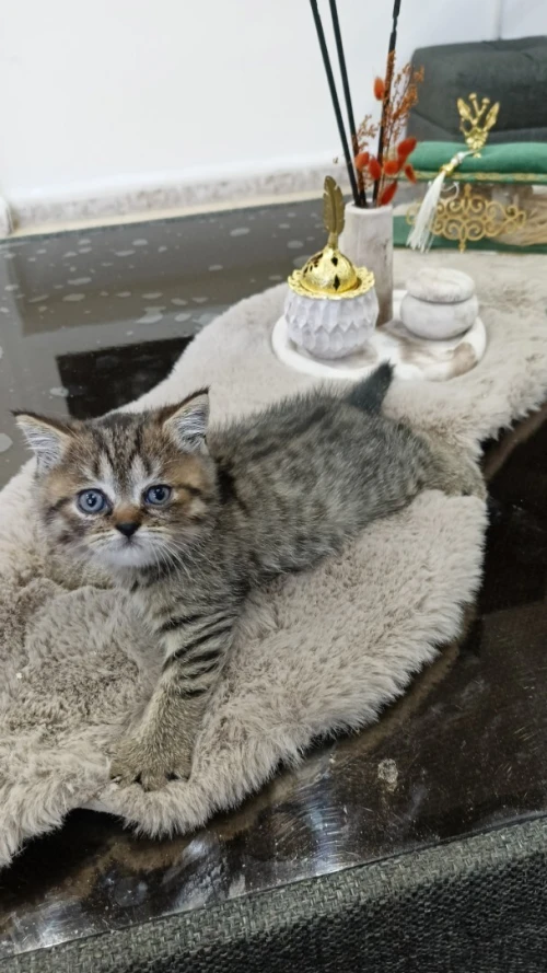 chaton british shorthair tigré gris