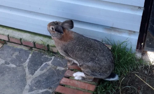 lapin