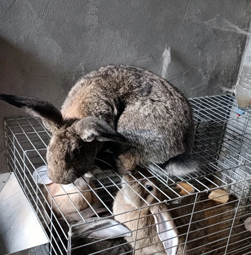 lapin