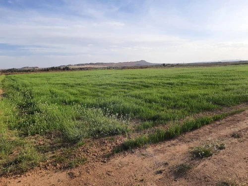 Vente Terrain Agricole Laghouat Laghouat 5