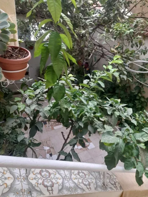 Vente Villa Alger Kouba