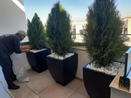 Gazon et plantes 