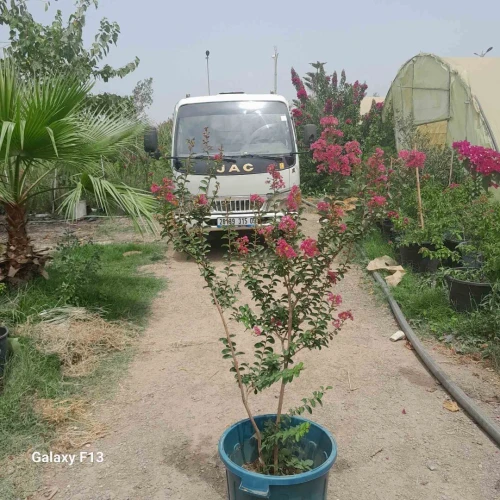 Espace vert et jardinage