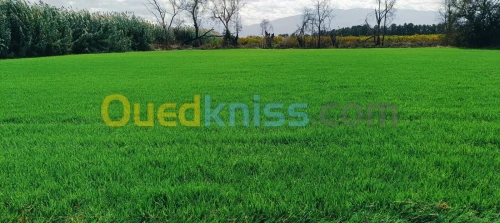Espace vert et jardinage