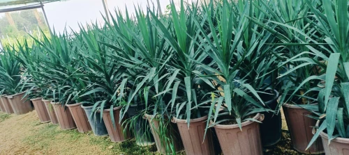 Espace vert et jardinage