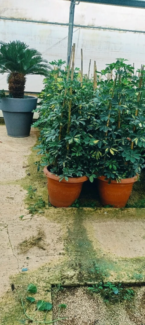 Espace vert et jardinage