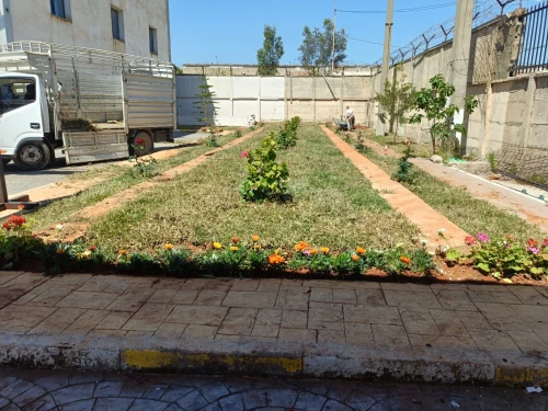 Gazon et plantes