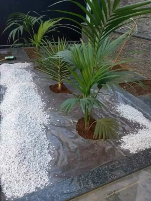 Gazon et plantes 