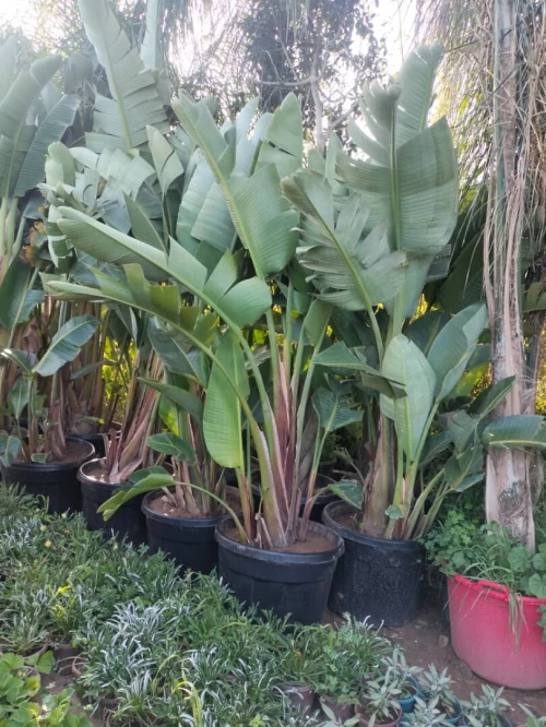 Gazon et jardinage 