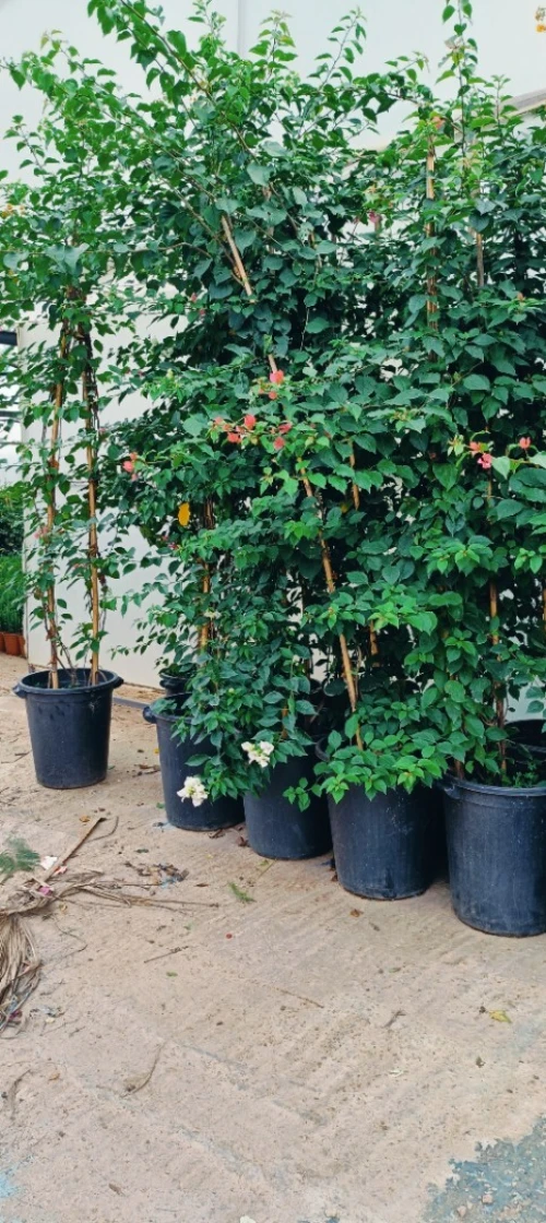 Espace vert et jardinage