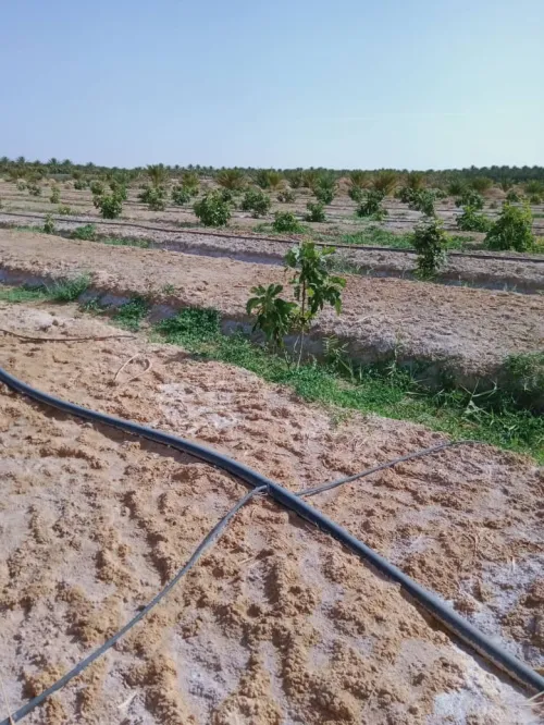 Vente Terrain Biskra Lioua
