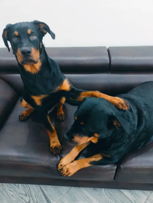 CHIO DE 5 MOIS DE RACE ROTTWEILLER