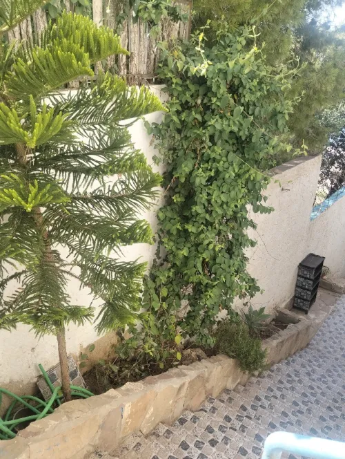 Location vacances Bungalow F3 Tipaza Larhat