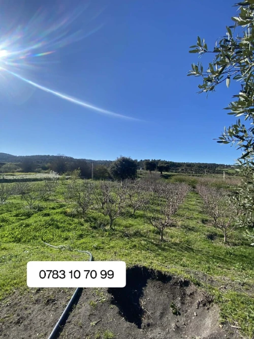 Vente Terrain Agricole Khenchela Tamza