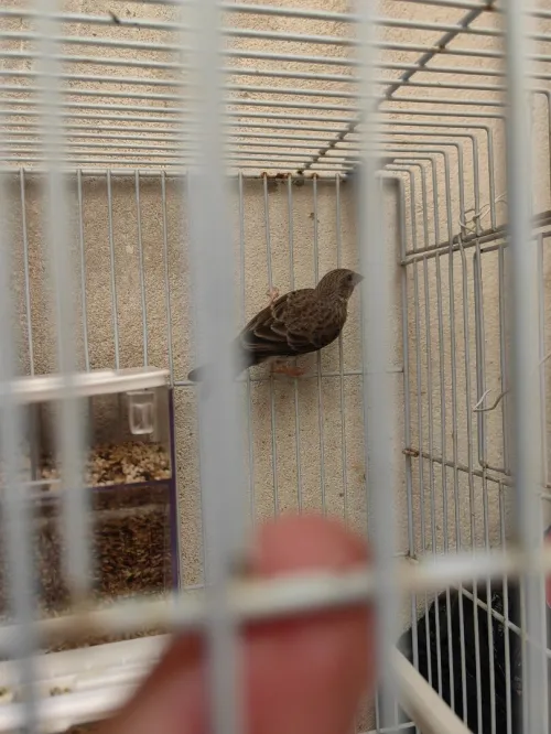 Oiseau Chanteur d'afrique