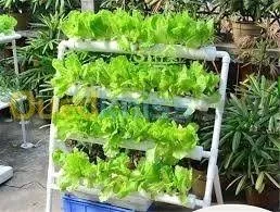 HYDROPONIE hydroponics hydroponique
