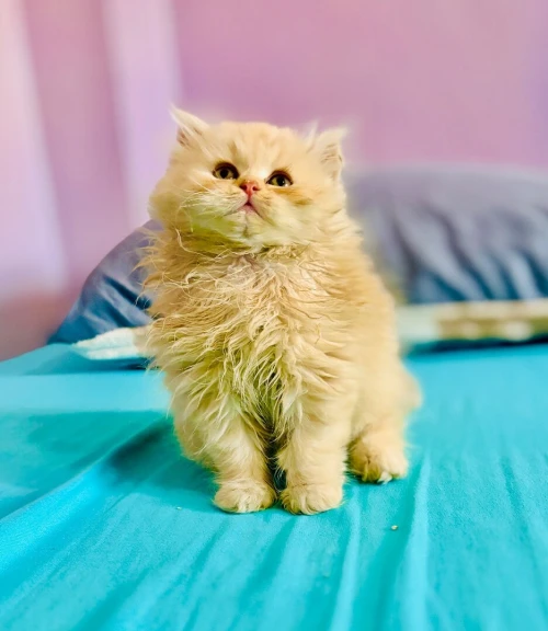 Chaton